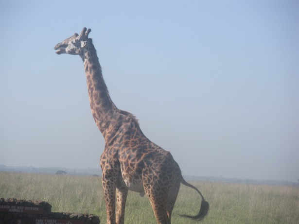 Giraffe- Nairobi National Park
