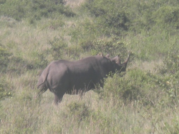 Black Rhino (butt)